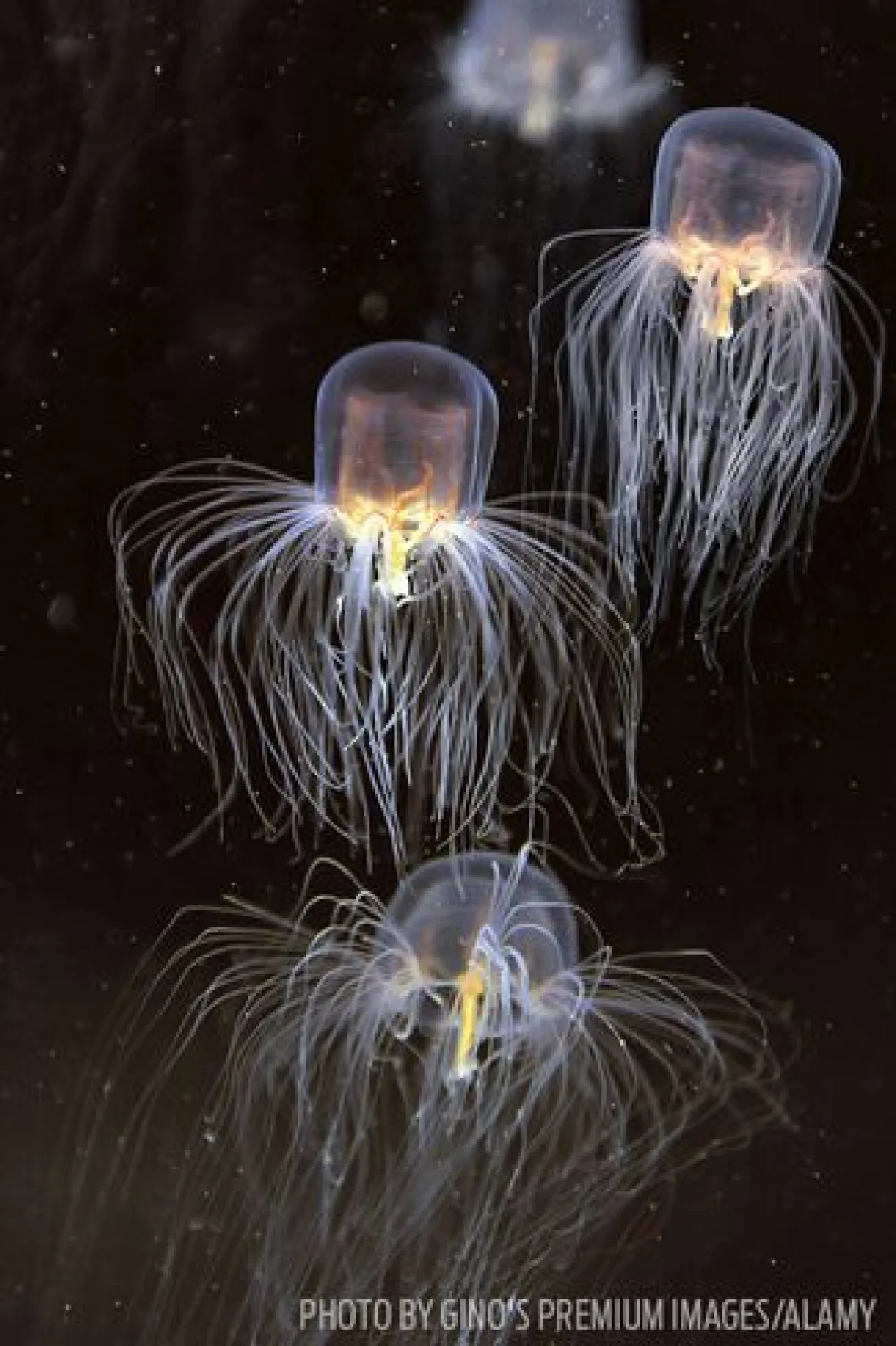 The box jellyfish