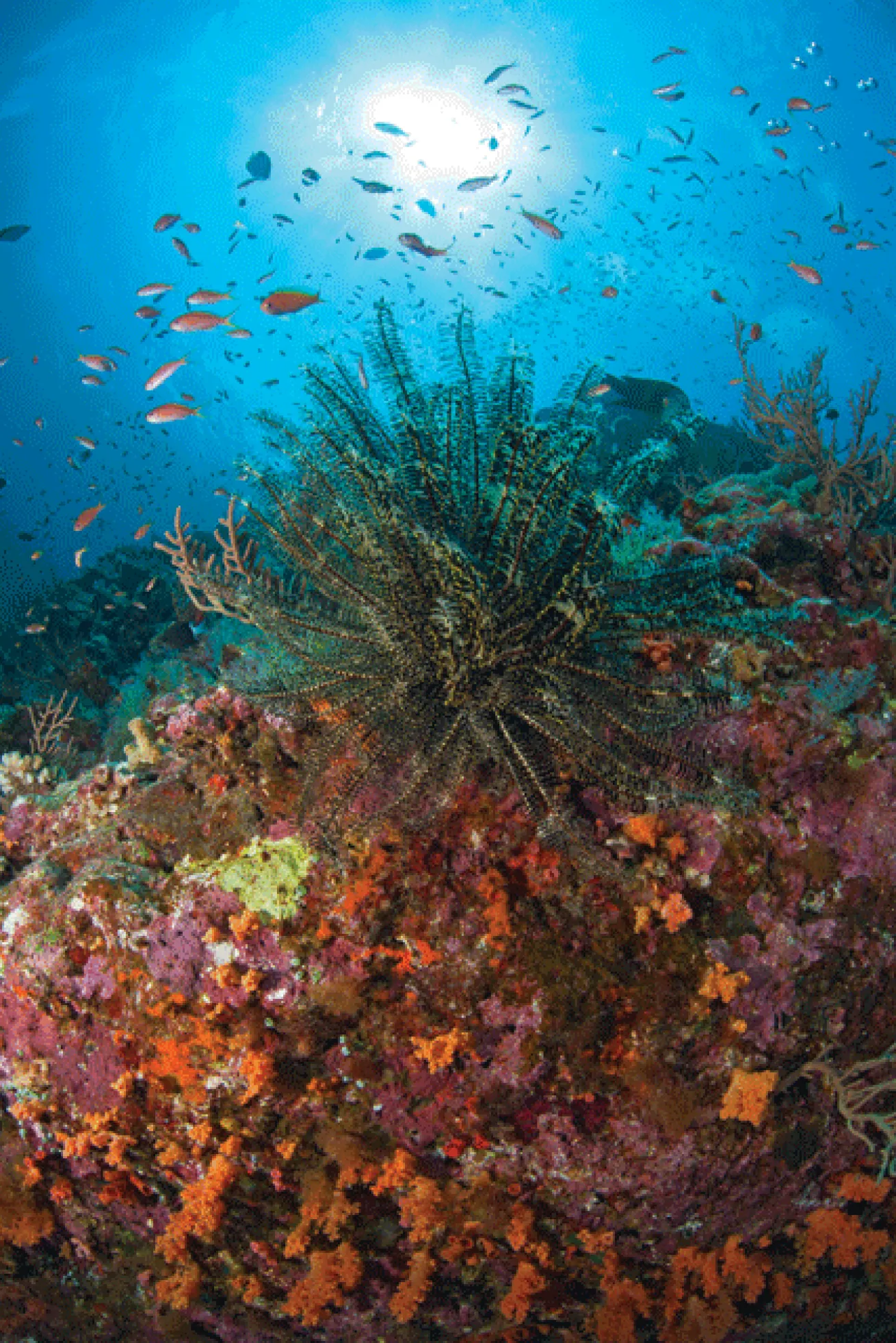 The warm Kuroshio current bathes reefs in nutrients