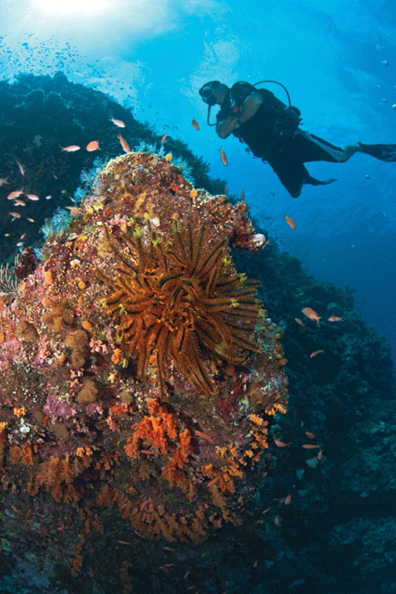 Gorgonians and soft corals thrive in the warm waters off Tonaki Island
