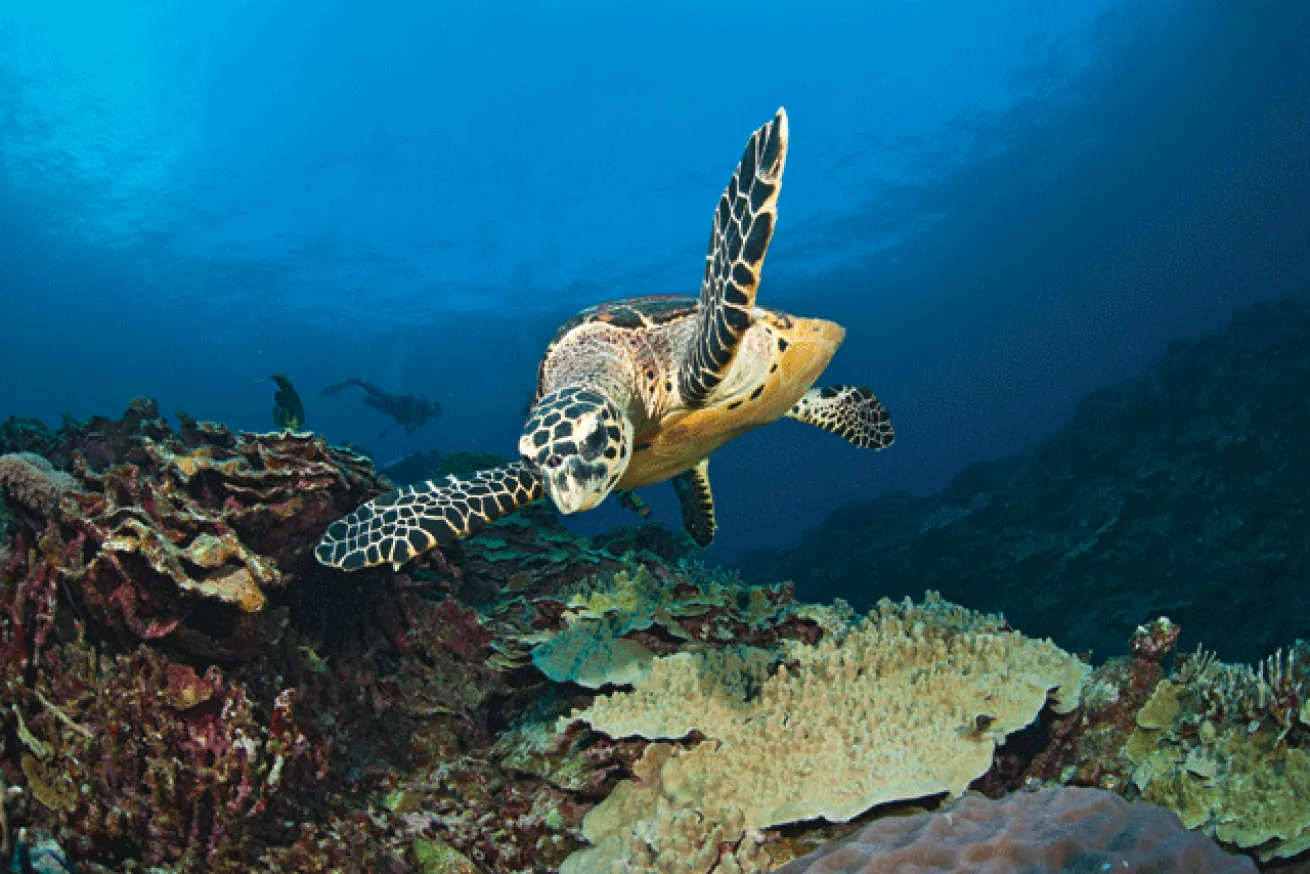 A hawksbill turtle searches for a meal off Gishippu Island