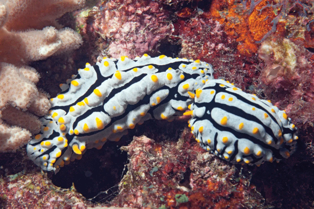 Phyllidia nudibranchs mating
