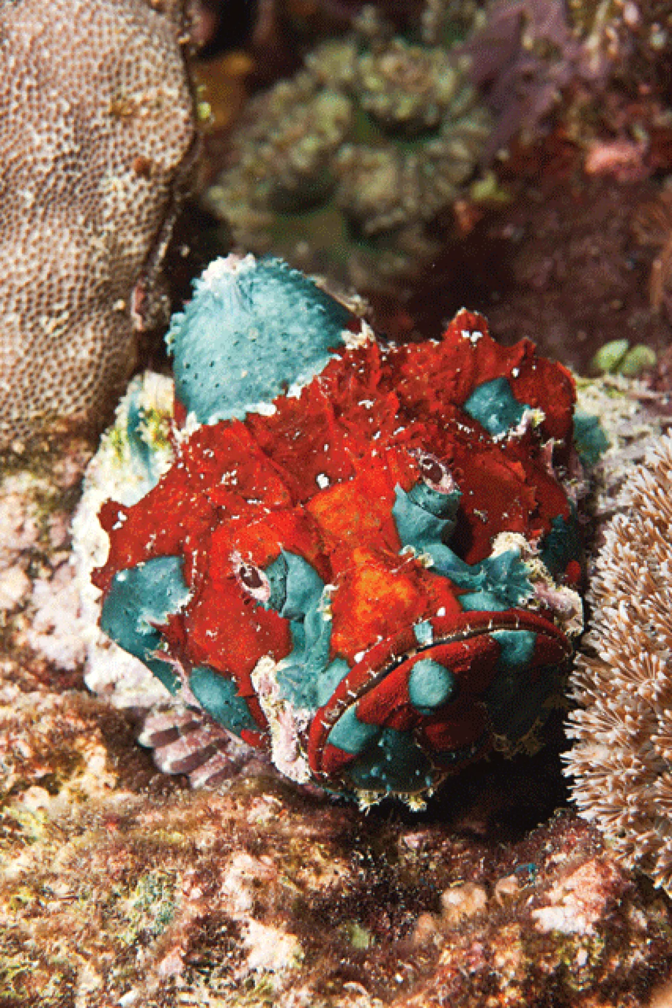 A startlingly colorful scorpionfish off Okinawa's western shore