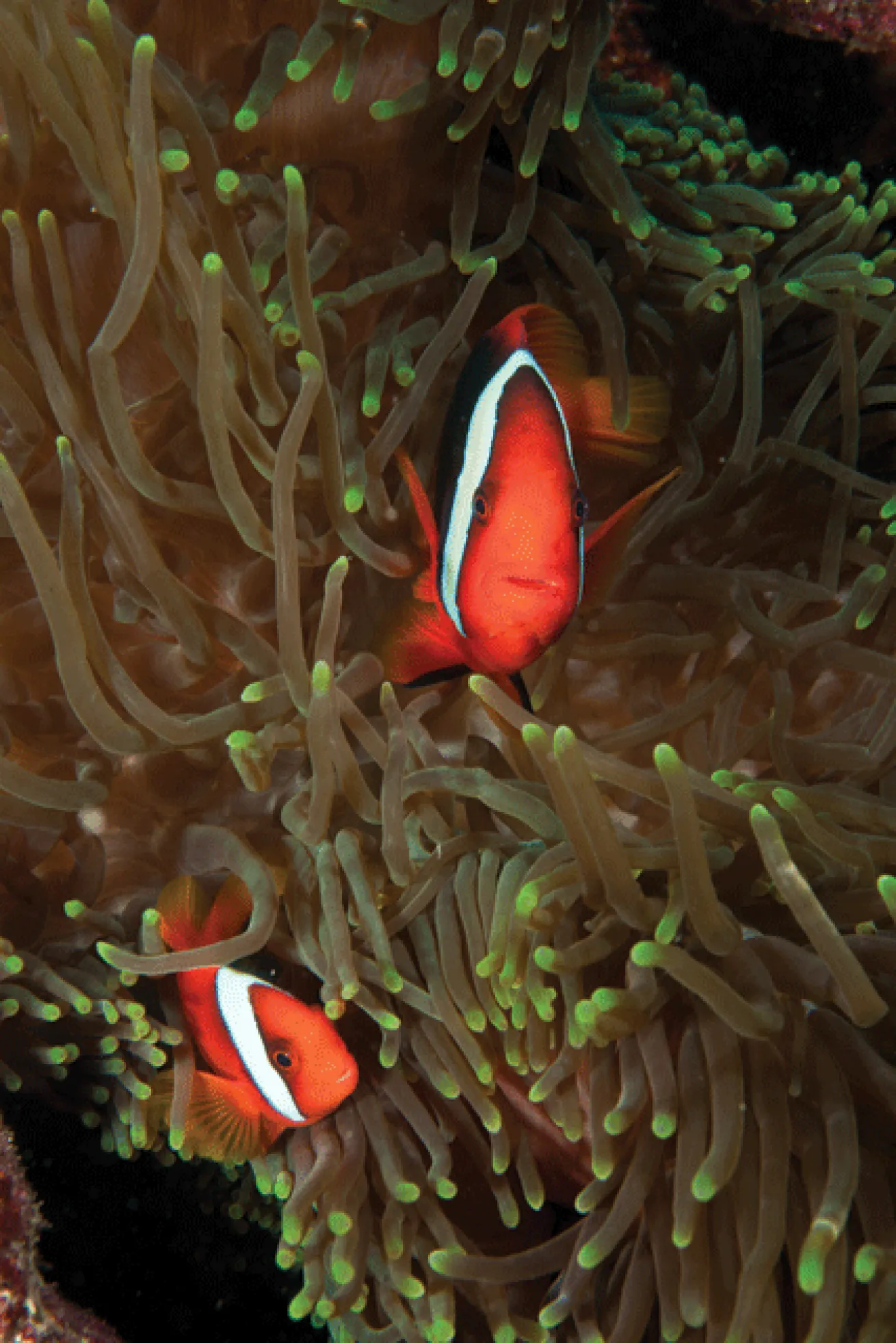Tomato clownfish peer from an anemone