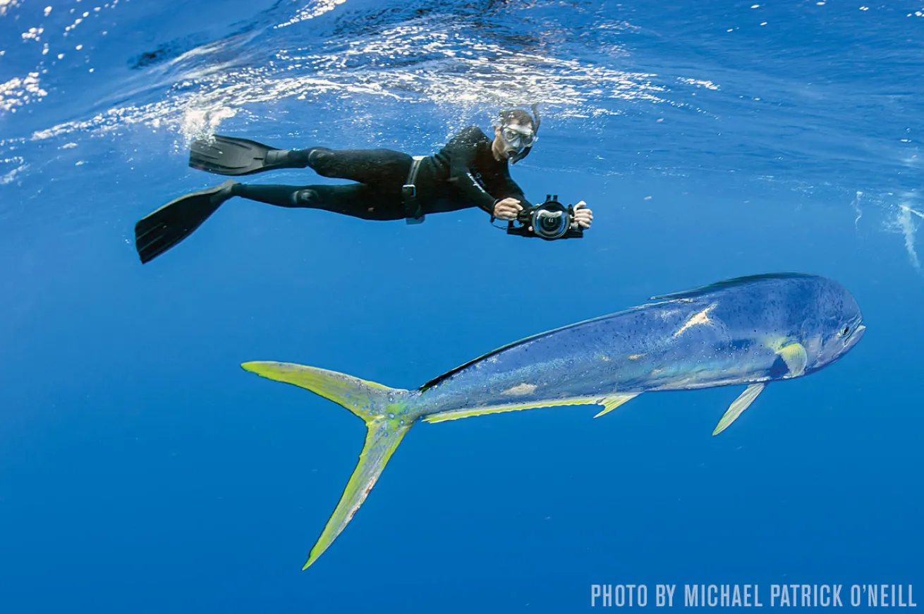 mahi mahi