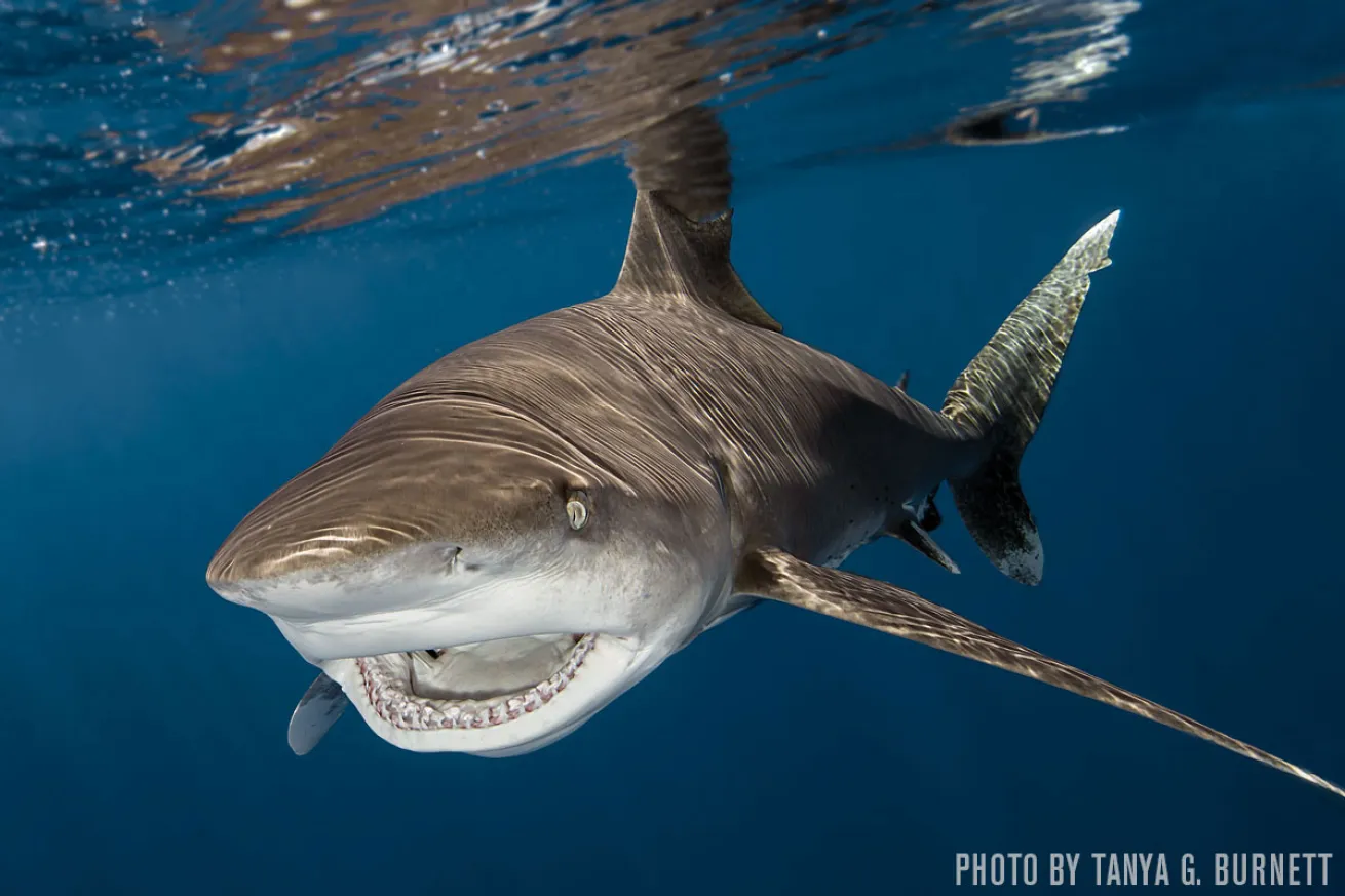 oceanic whitetip shark