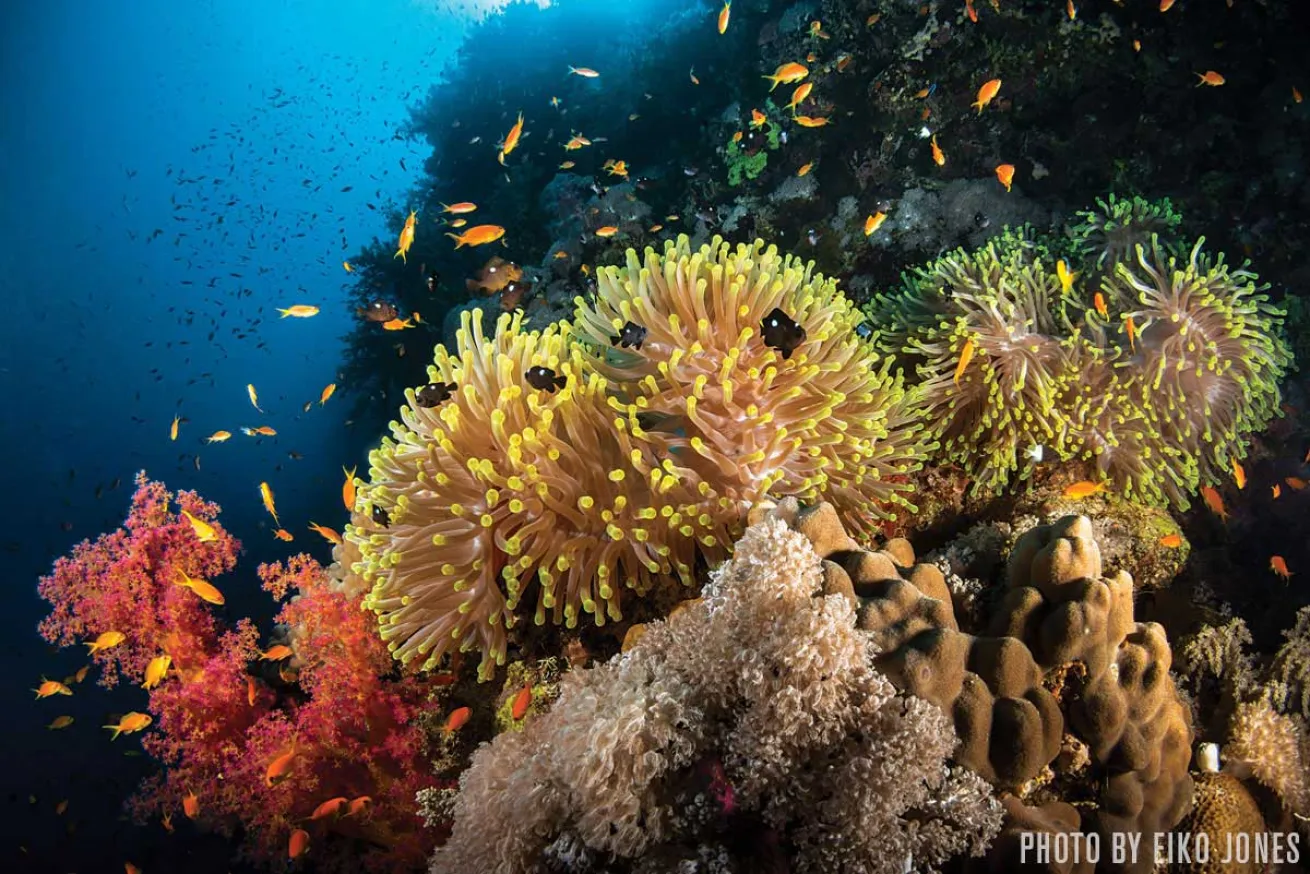 Daedalus Reef