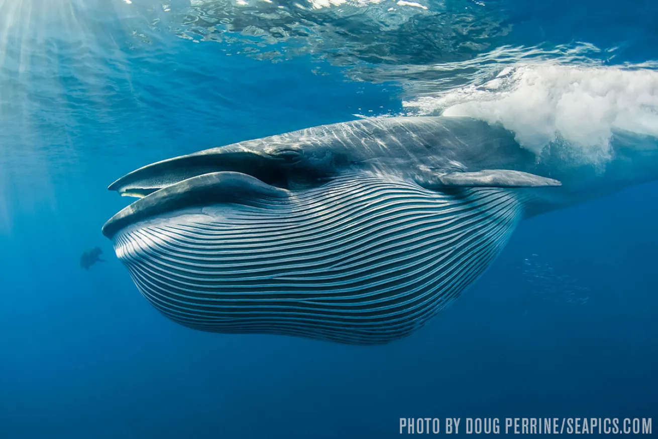 whale shark