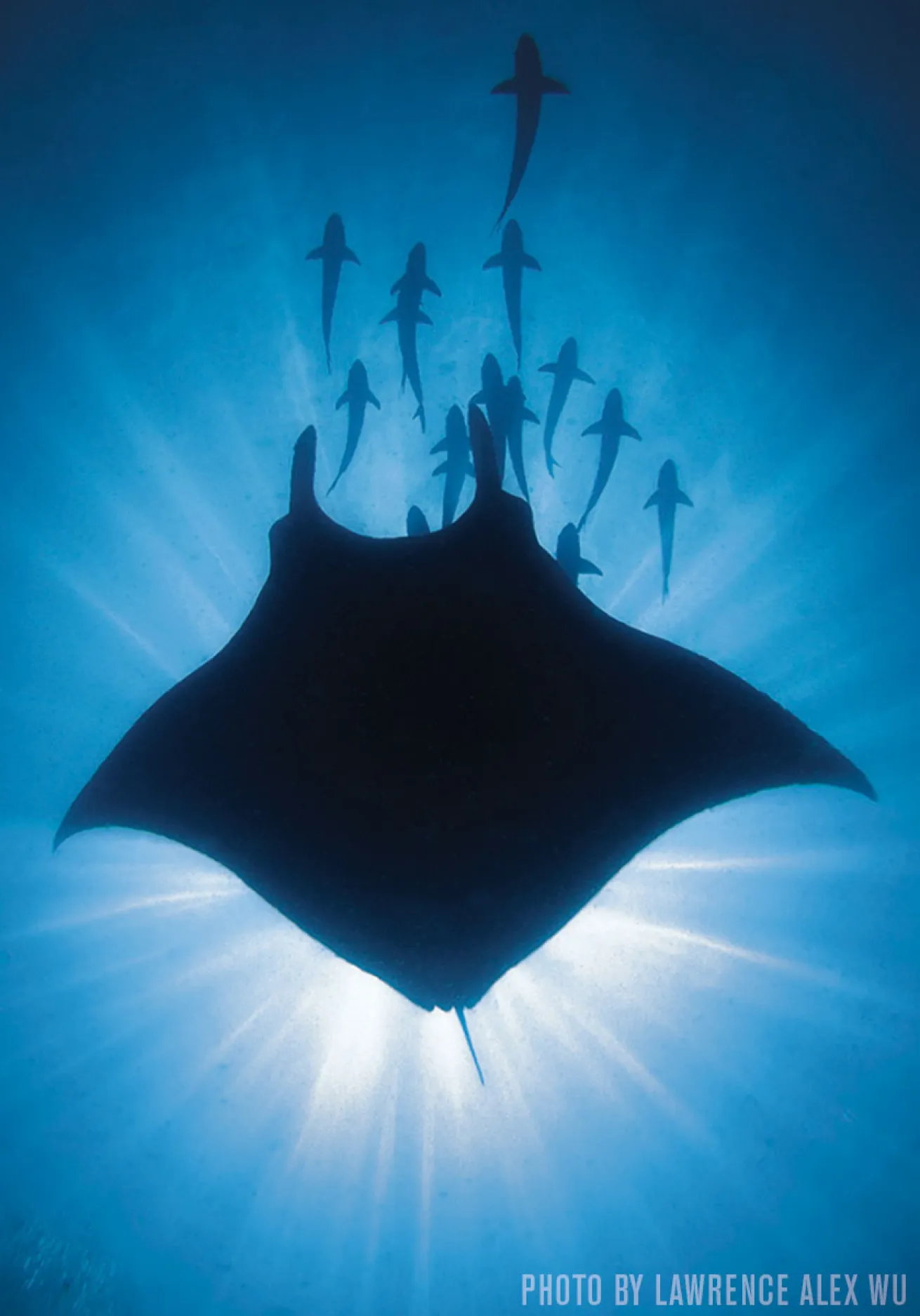 manta ray