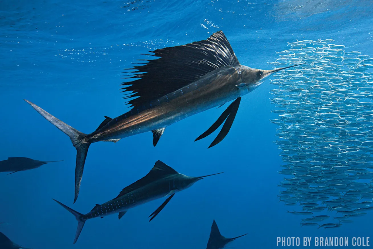 sailfish