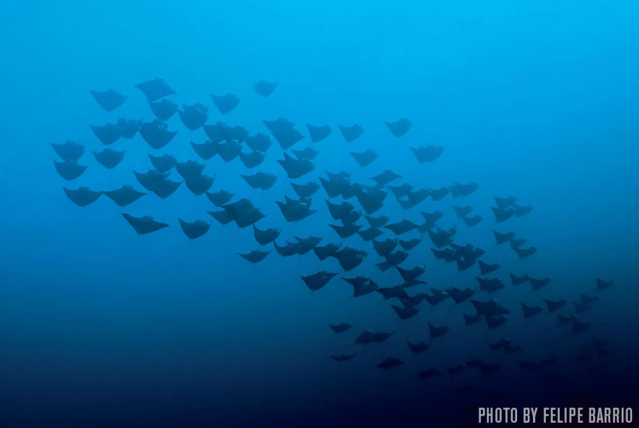 mobula rays