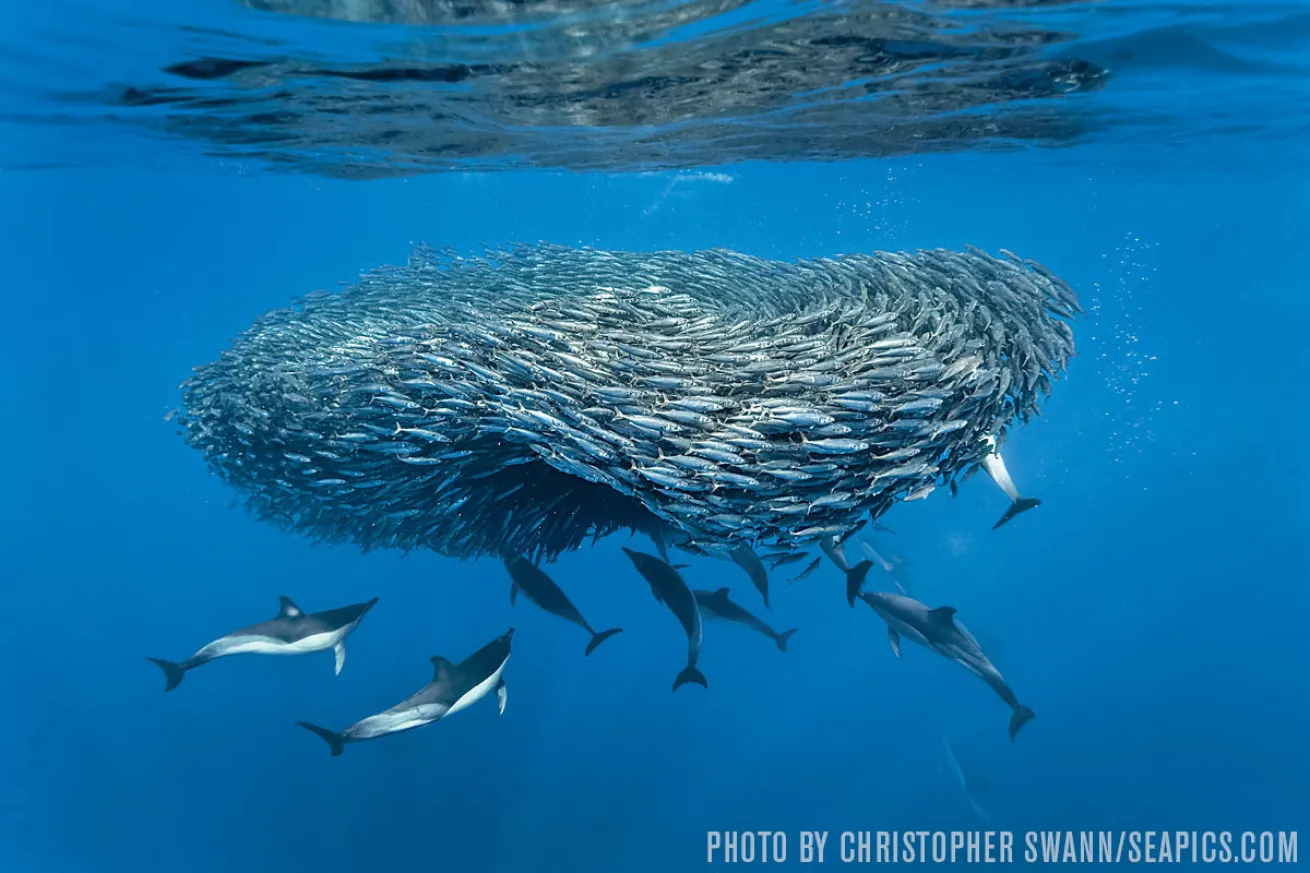 common dolphins corral mackerel