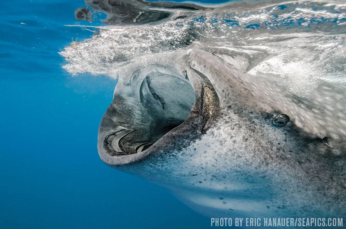 whale shark
