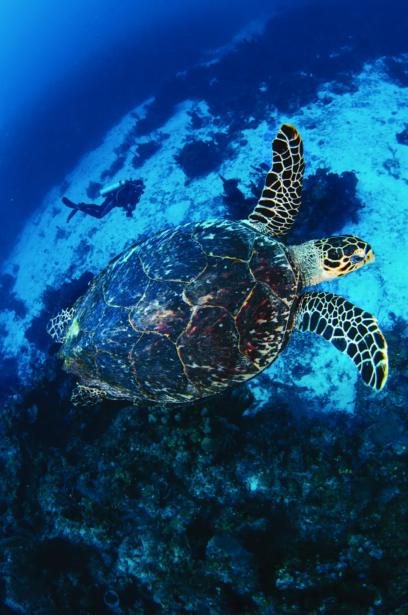 sea turtle