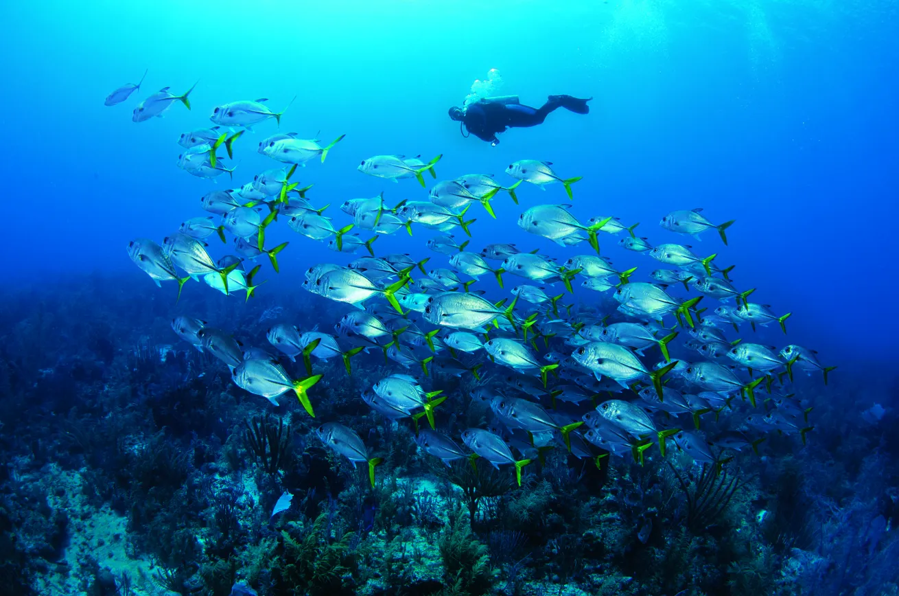 horse-eye jacks belize