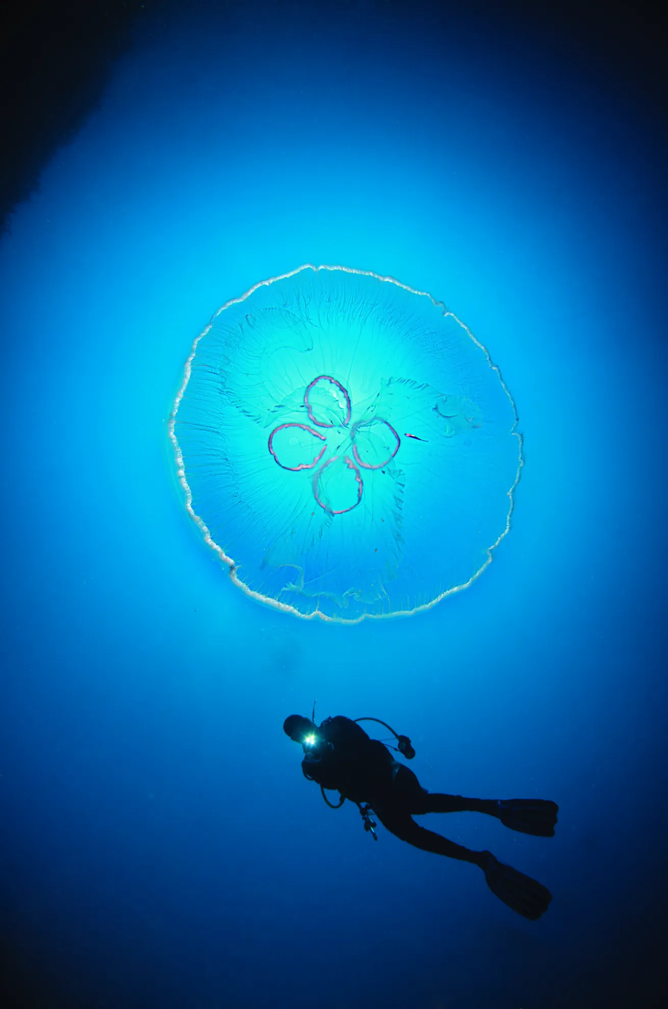 moon jellyfish scuba diving