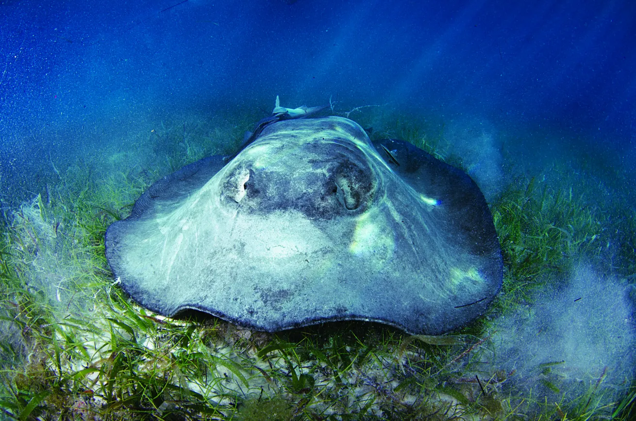 whiptail stingray scuba diving