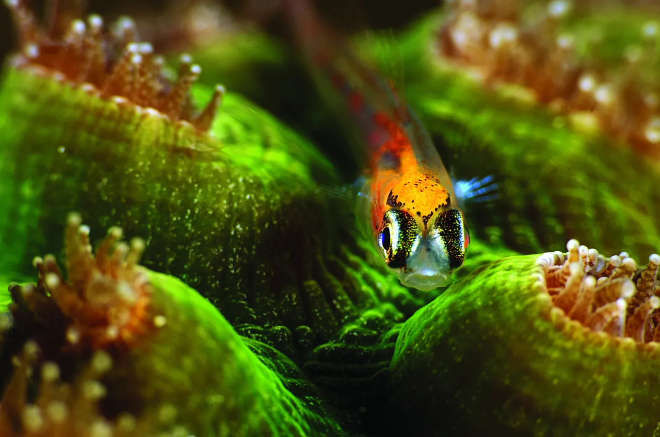 goby belize