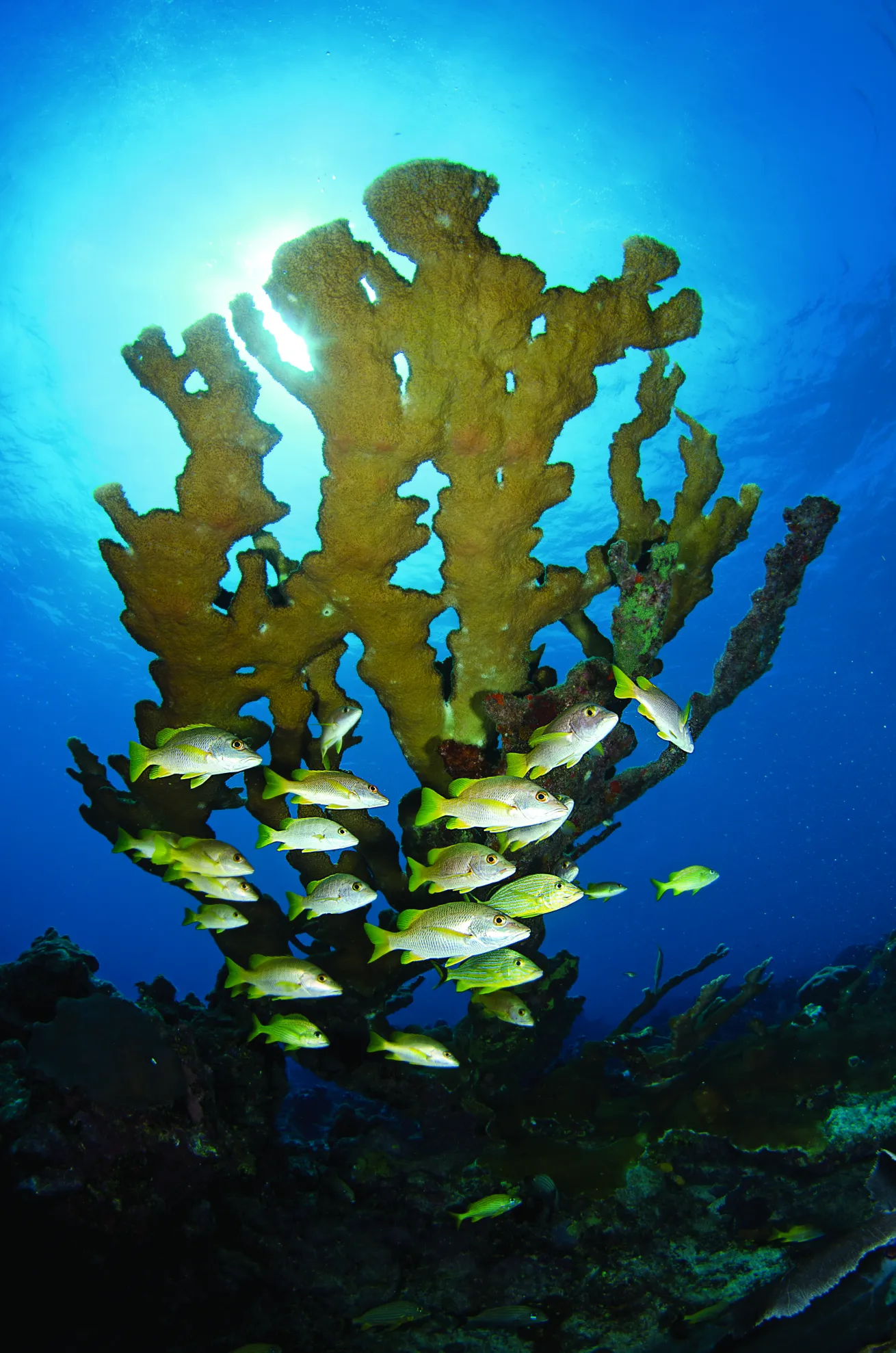 elkhorn coral belize