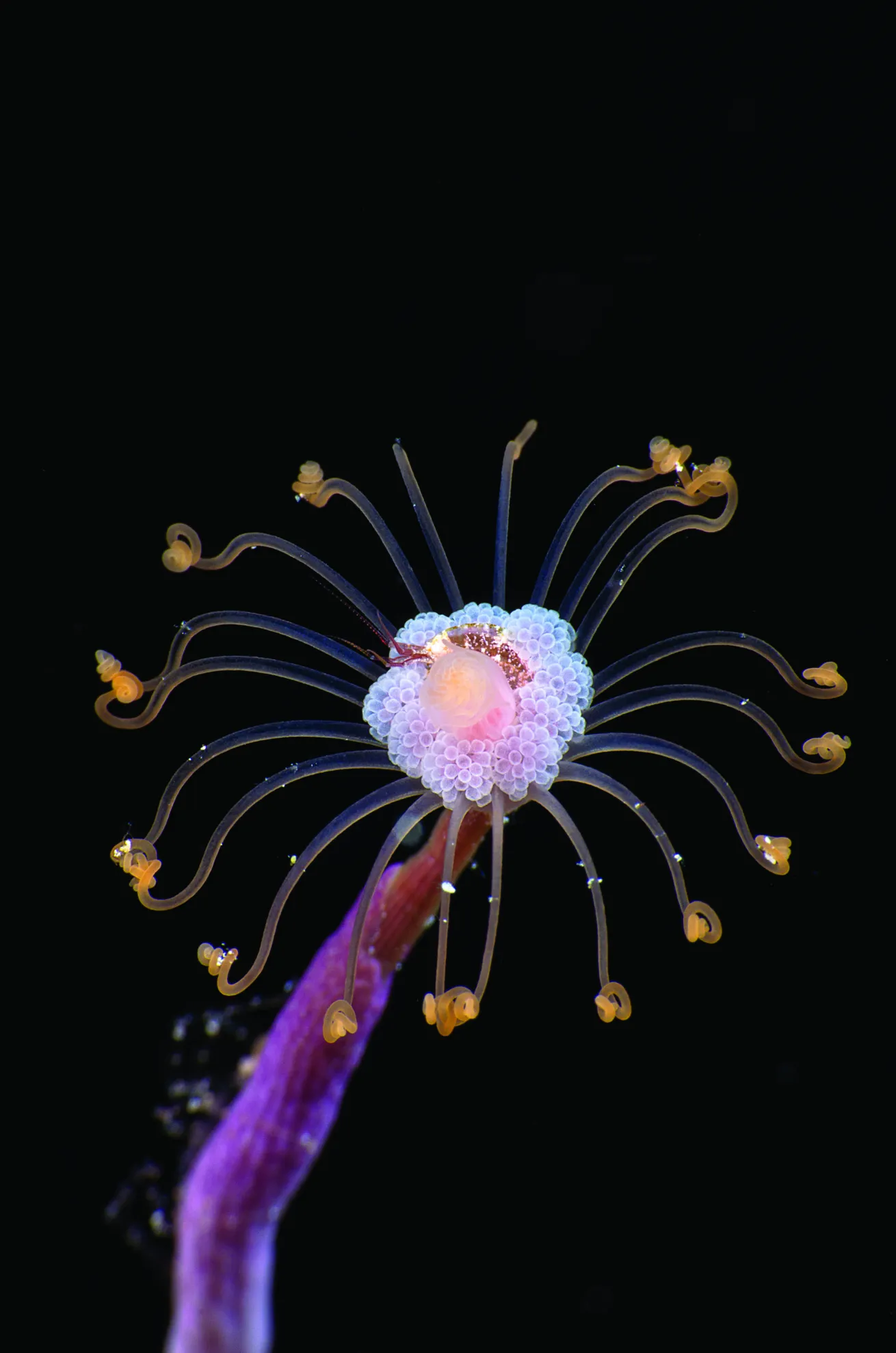 gorgonian belize