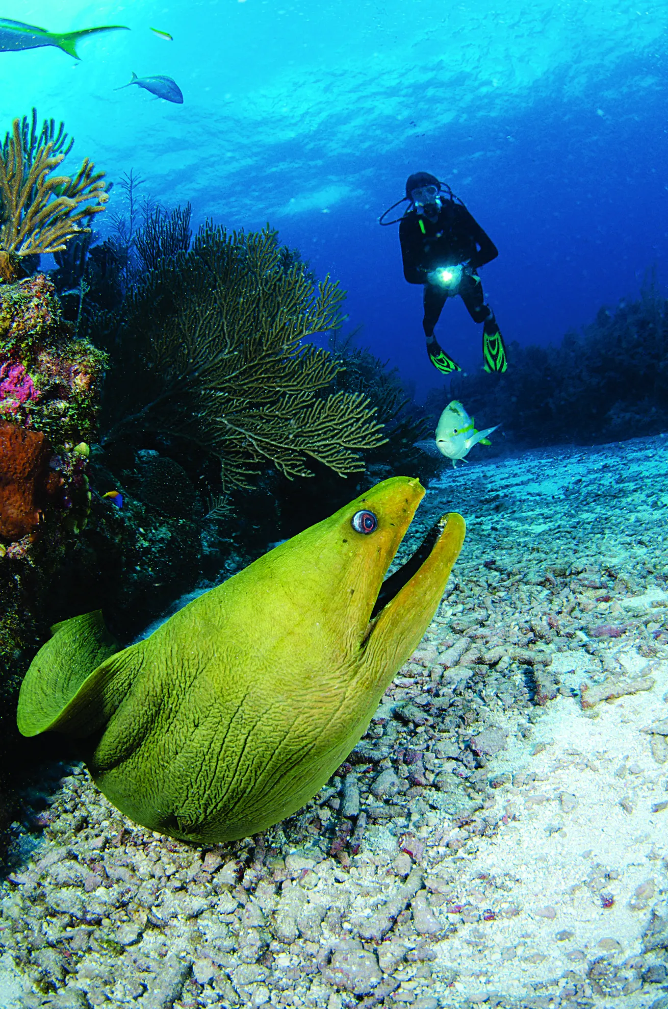 moray eel scuba diving