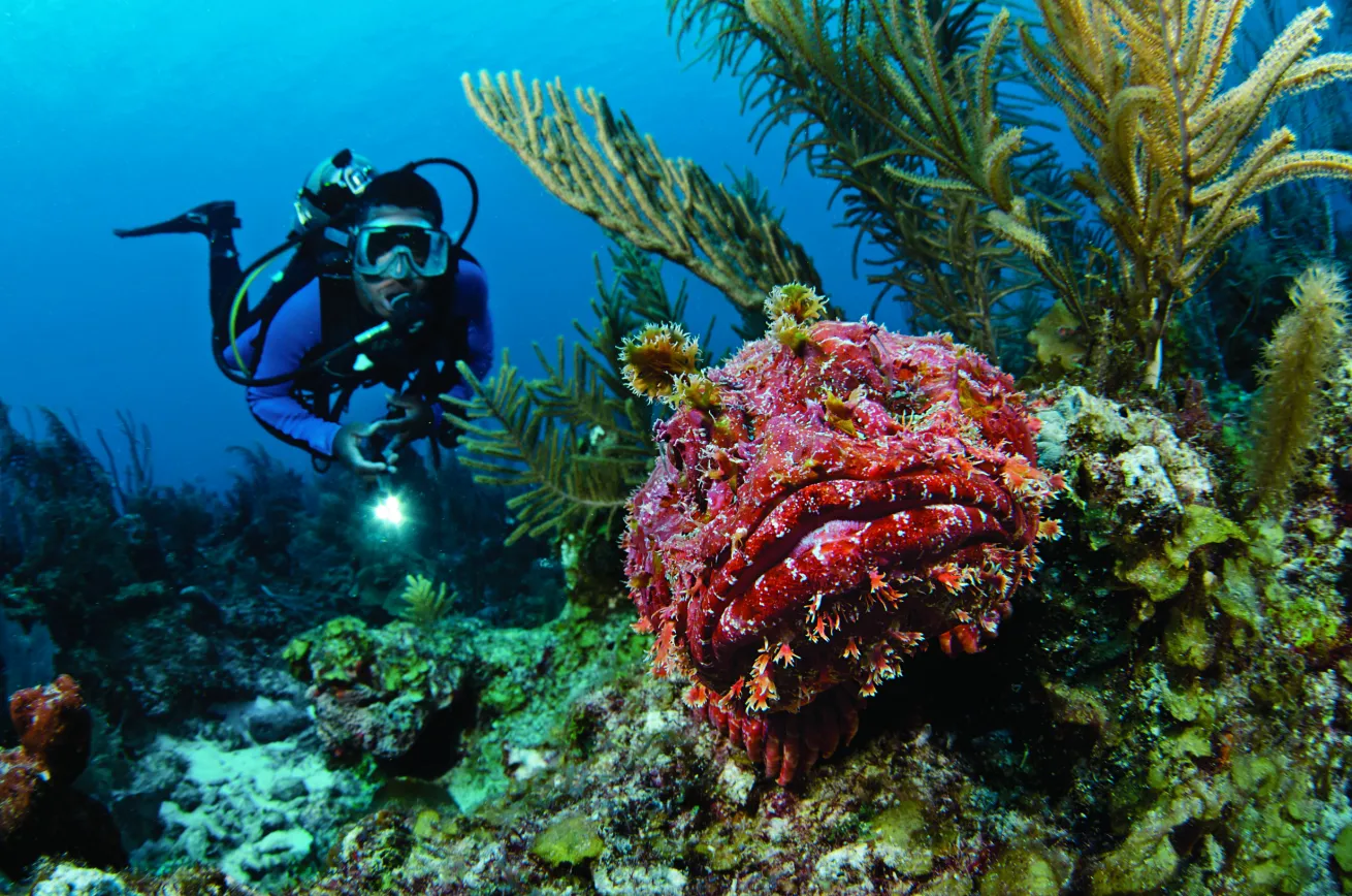 red scorpionfish scuba diving