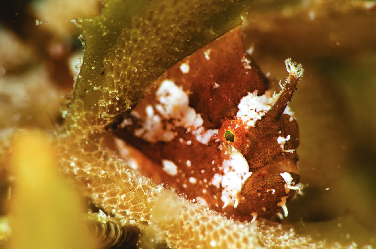 sargassum scuba diving 