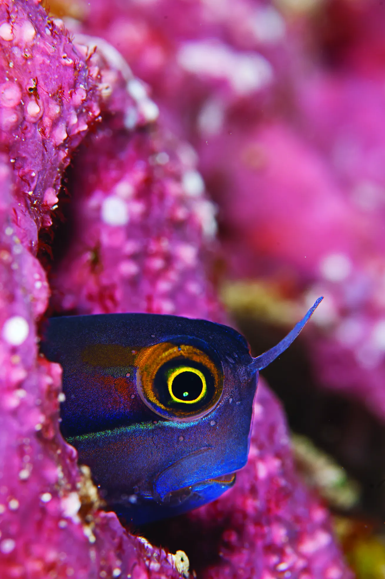 Blenny