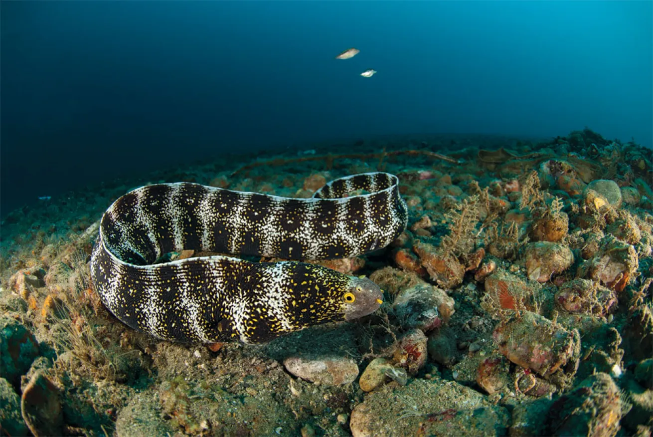 spotted moray eel