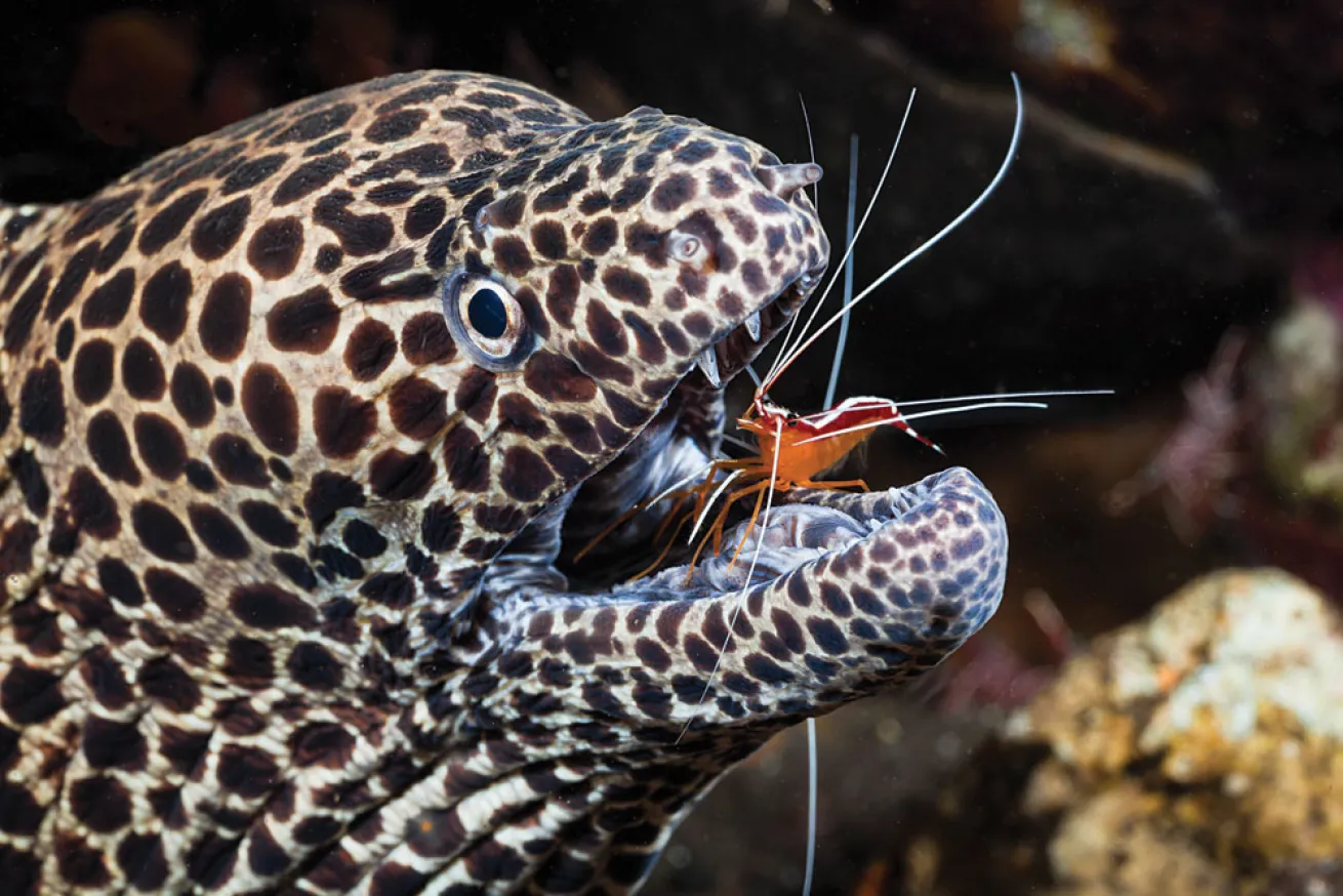 spotted moray eel