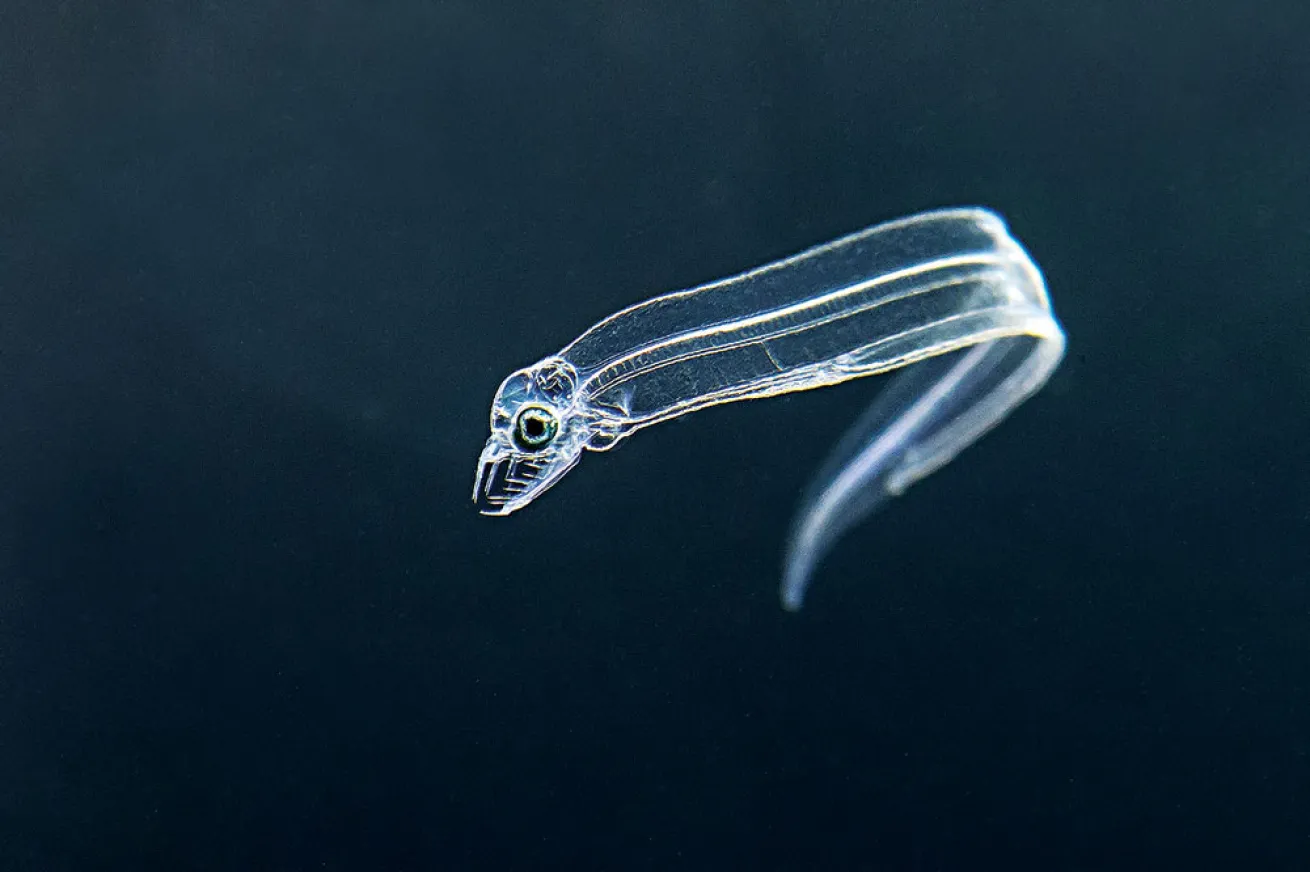 eel larvae