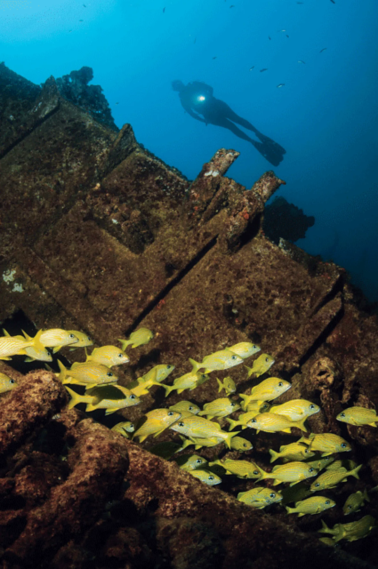 grunts in the BVI