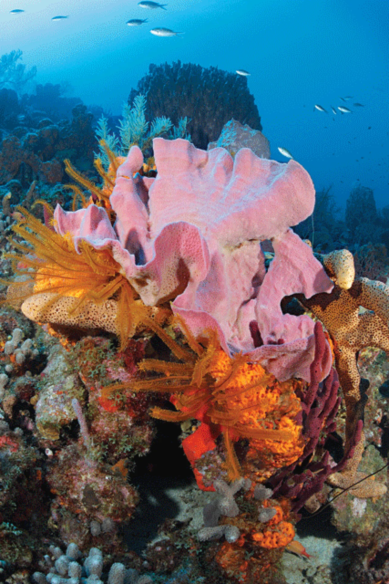 diving in dominica