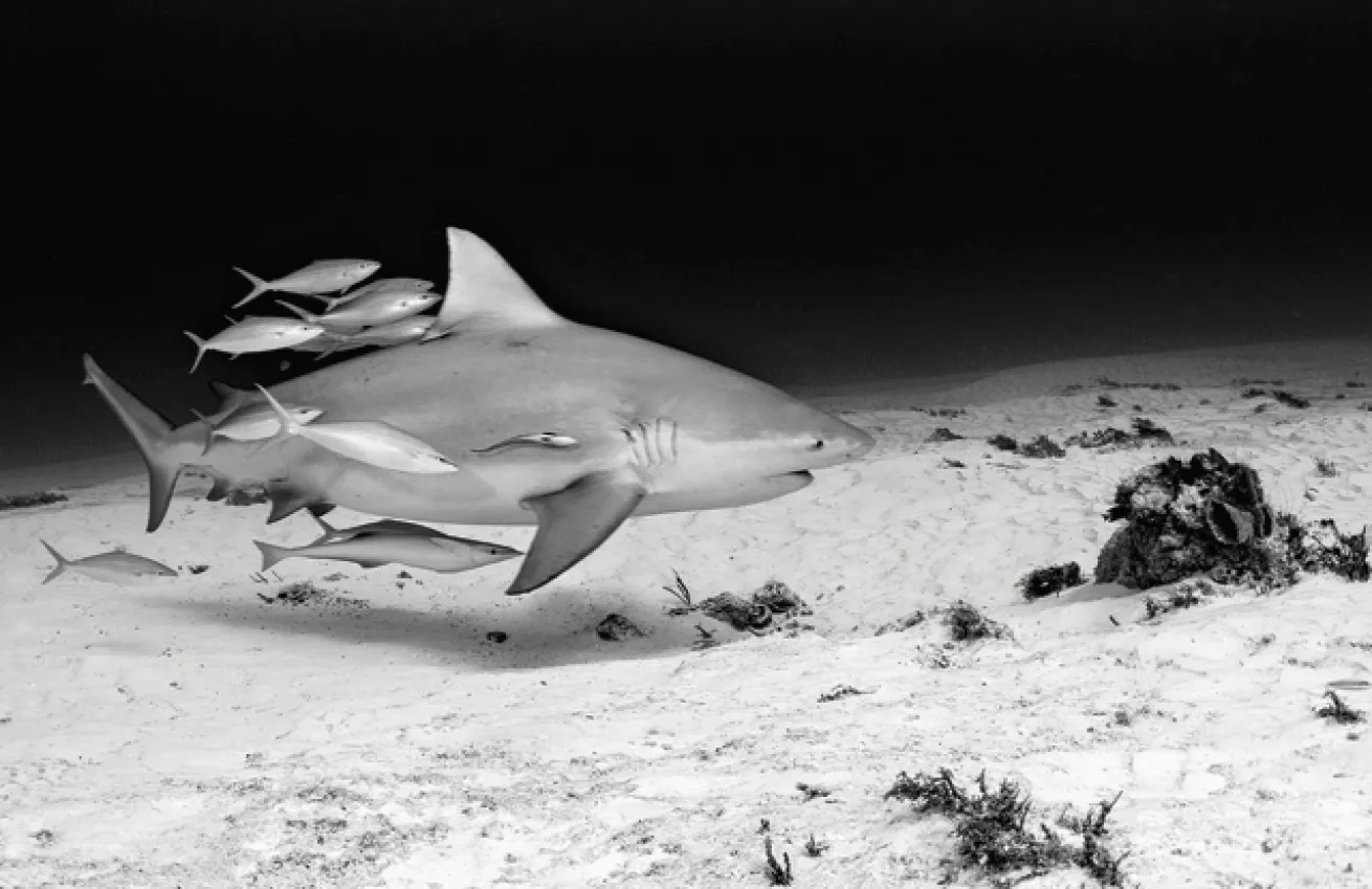 bull sharks mexico