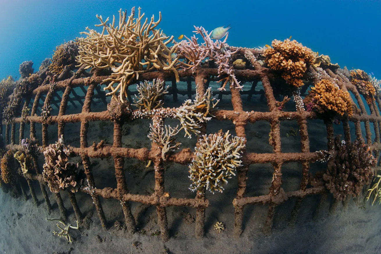 Bali coral nursery