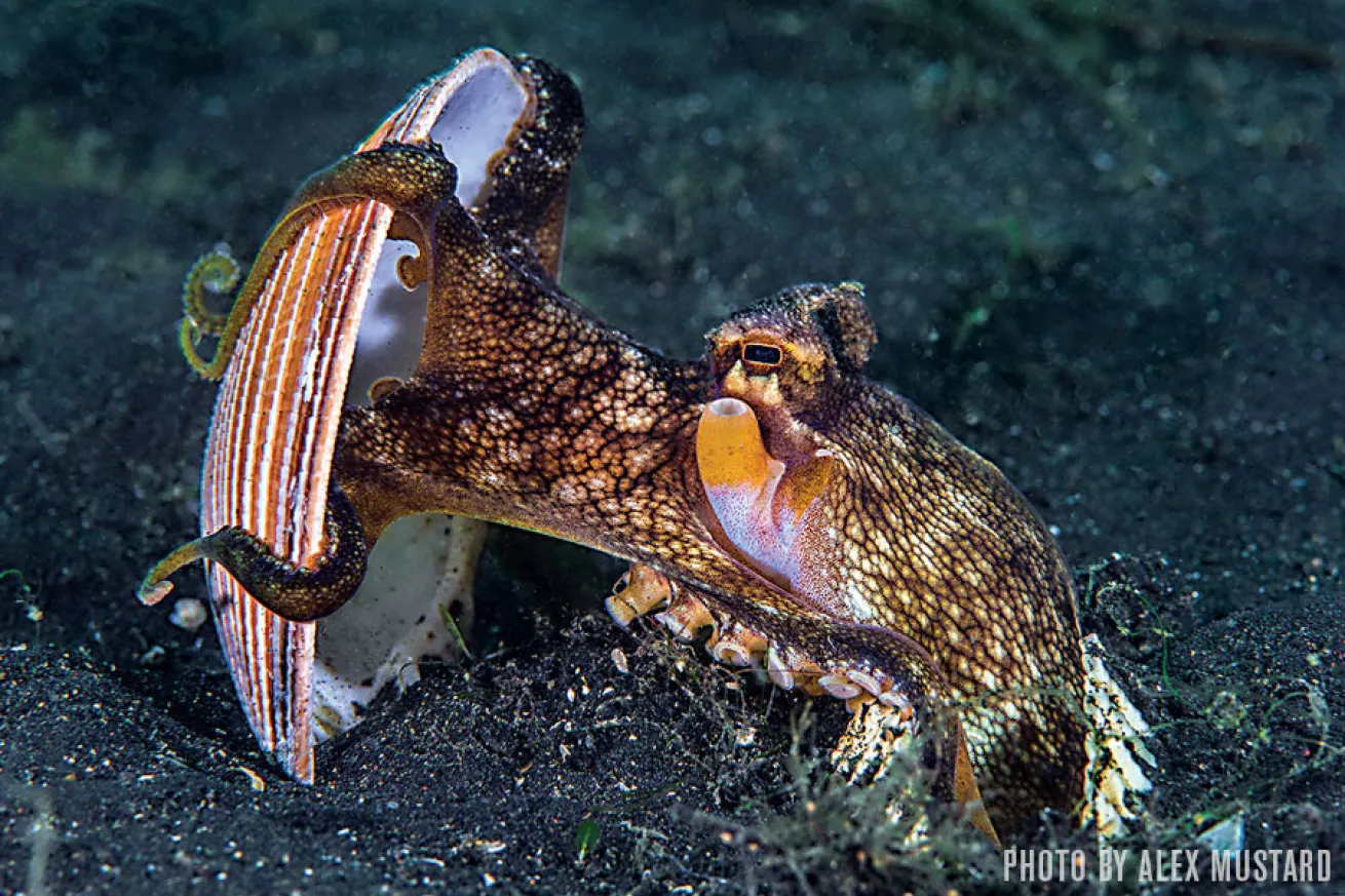 Veined Octopus