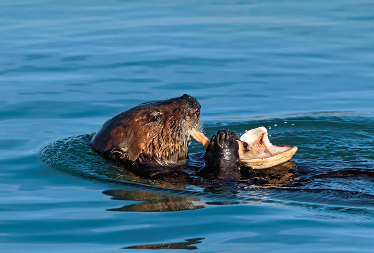 Sea Otter in water eating photo