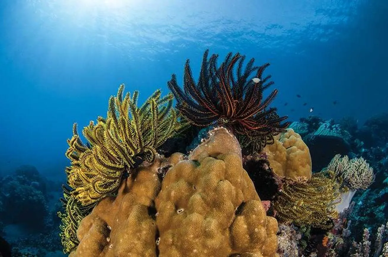 crinoids