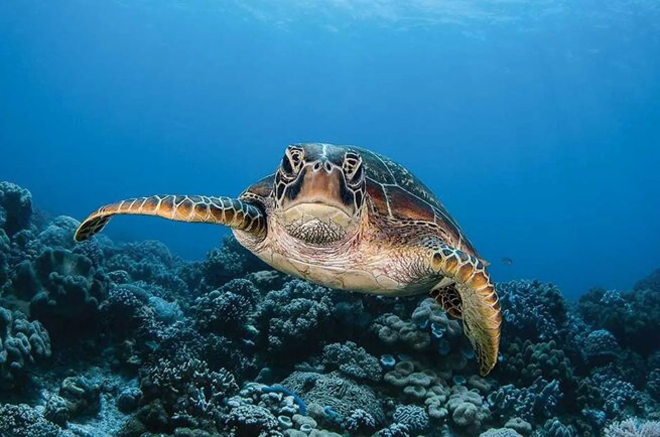 sea turtle