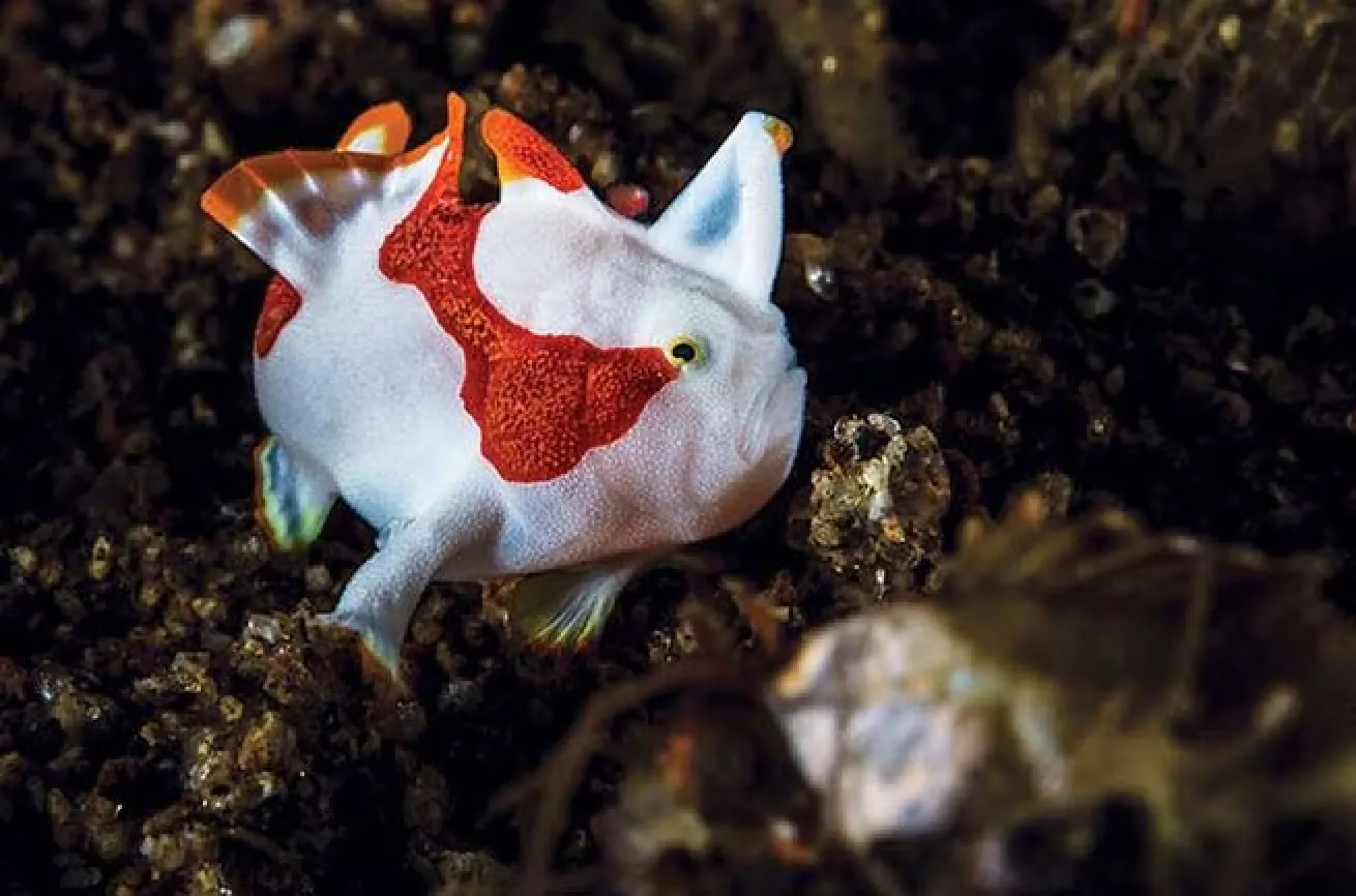 clown frogfish