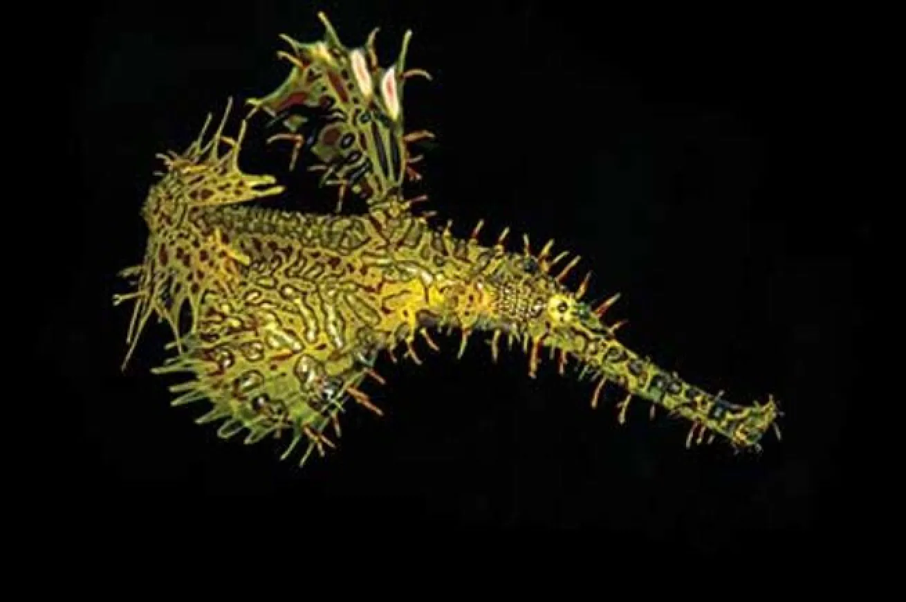ghost pipefish