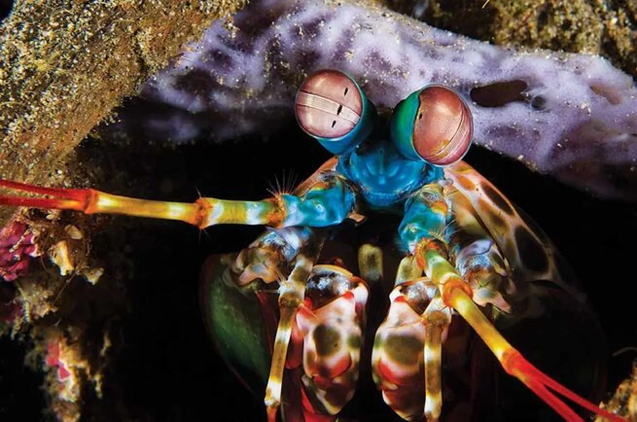 mantis shrimp