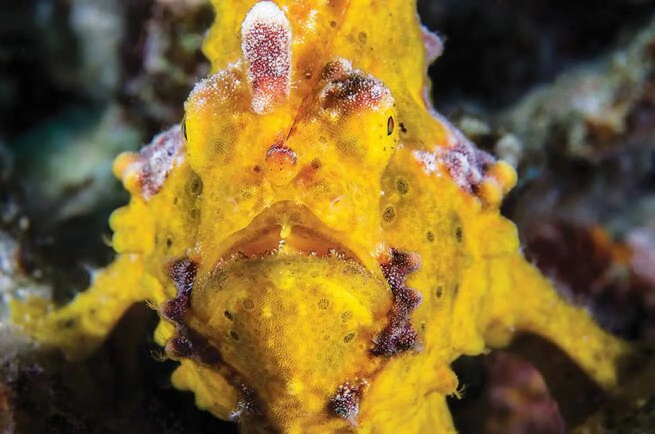 frogfish