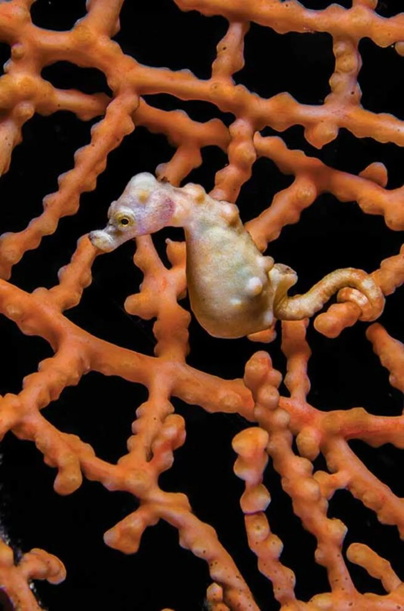 pygmy seahorse