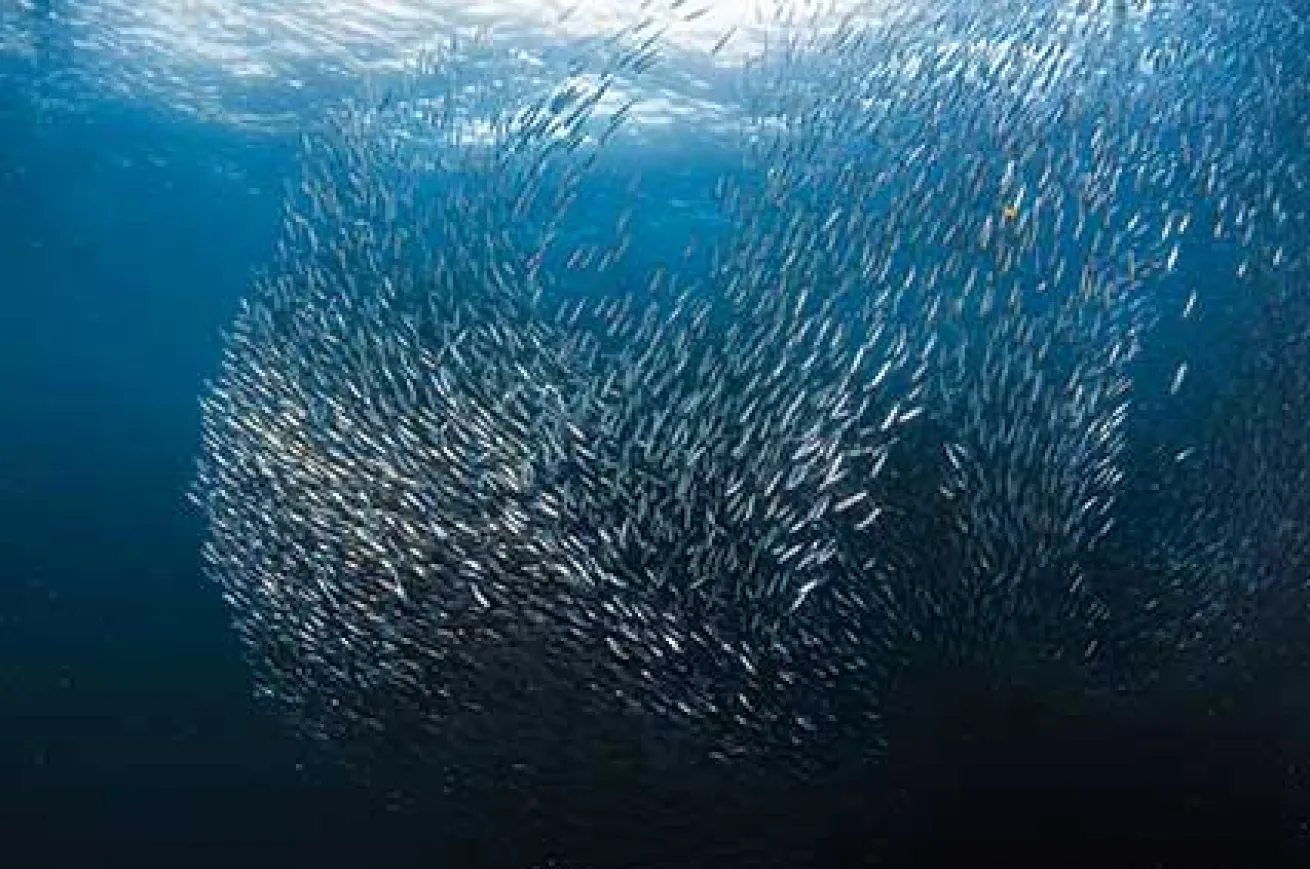 sardine shoal