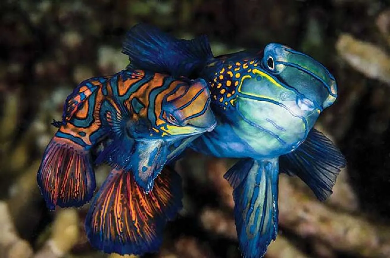 mandarinfish