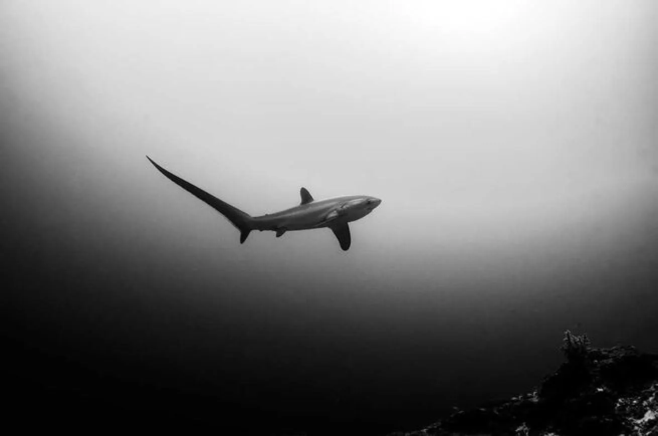 thresher shark