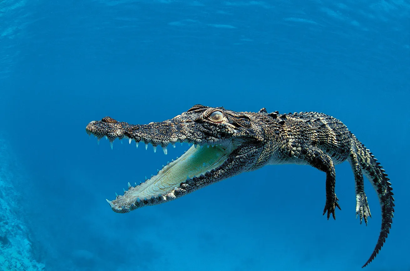 saltwater crocodile
