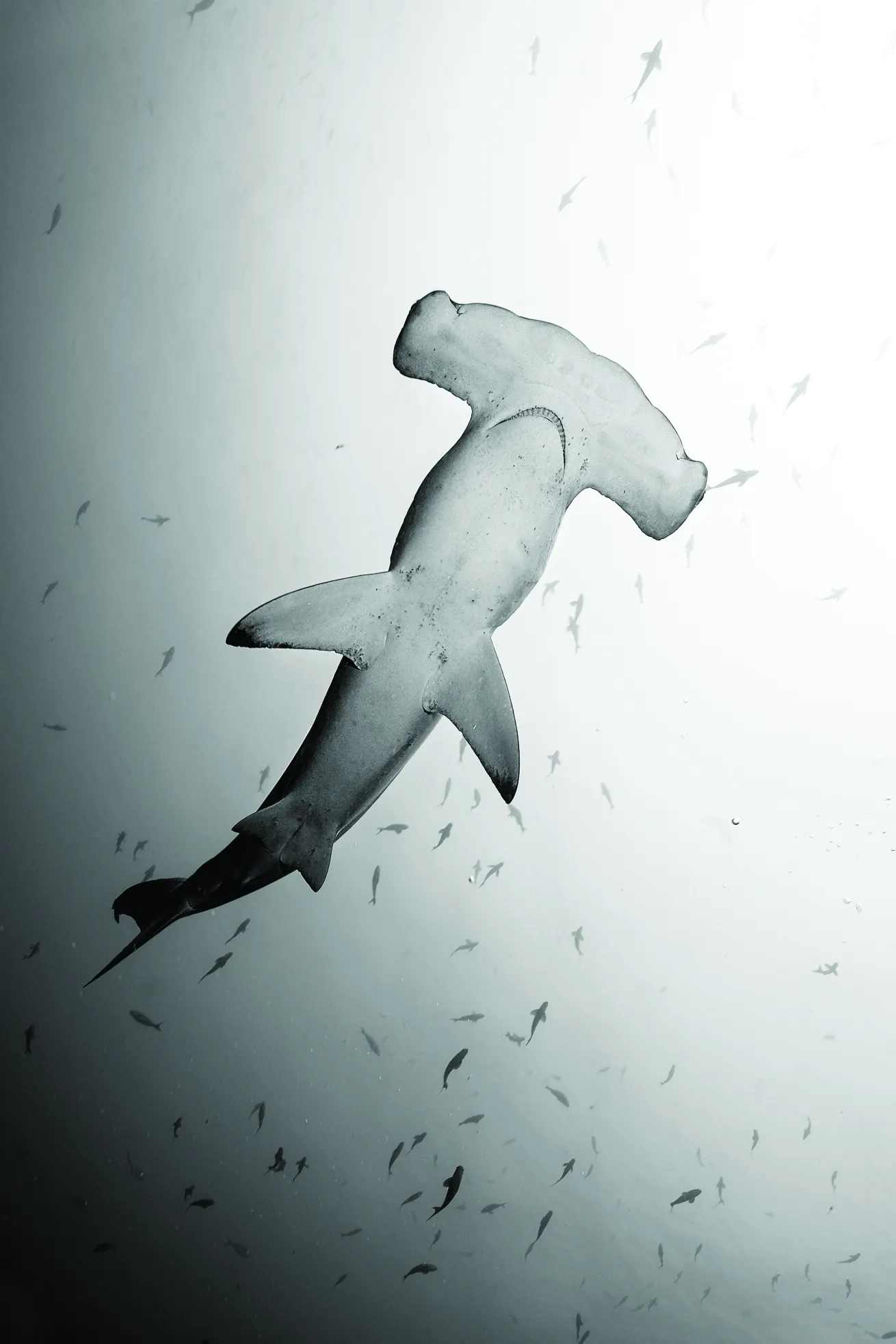 hammerhead shark
