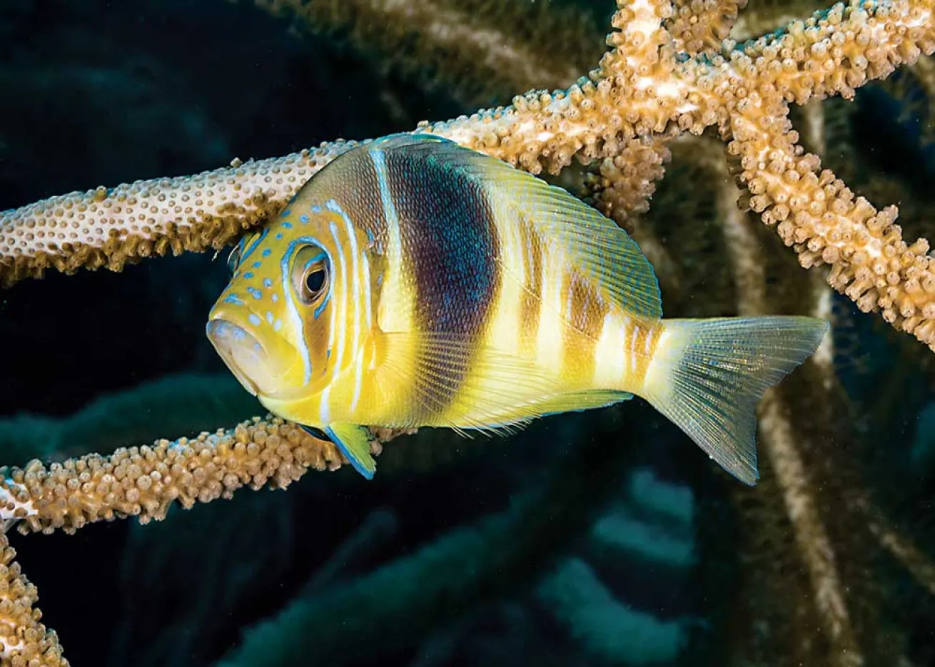 Roatan: Reef Fish