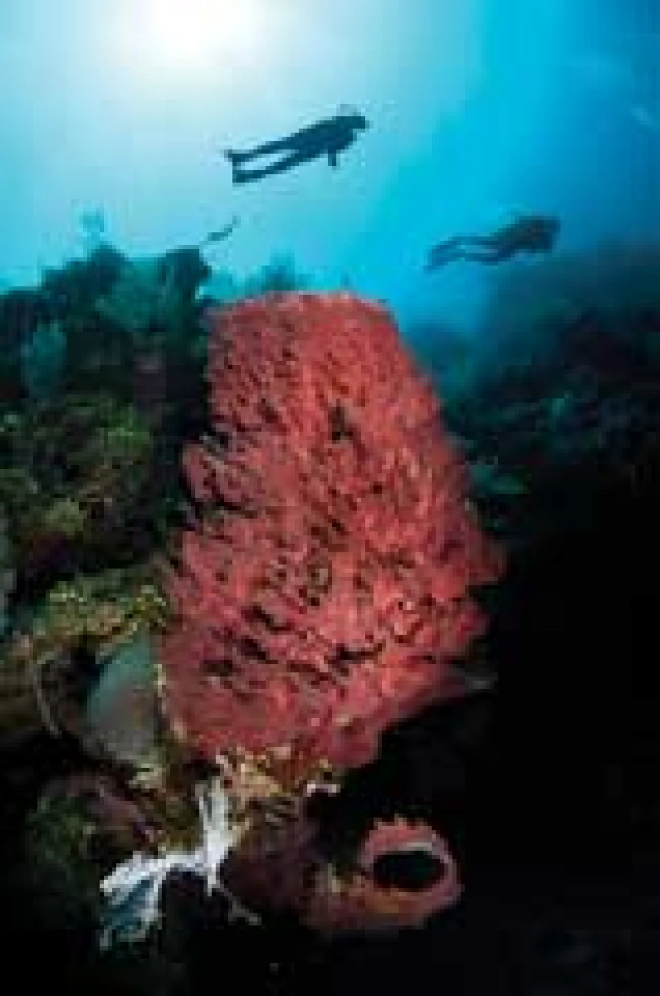 Roatan: Sponges